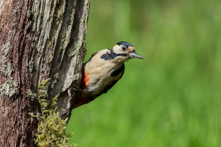 HD PC desktop wallpaper showing a woodpecker clinging to a tree trunk with a blurred green background, highlighting this striking bird and natural scene.