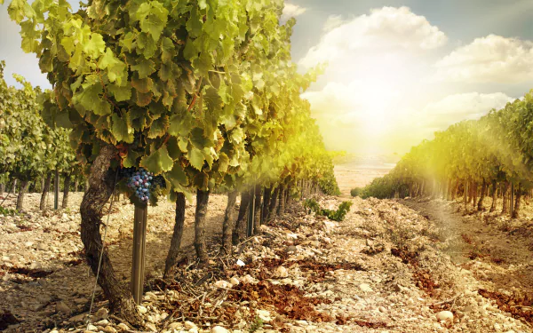 nature sunbeam grapes man made vineyard HD Desktop Wallpaper | Background Image