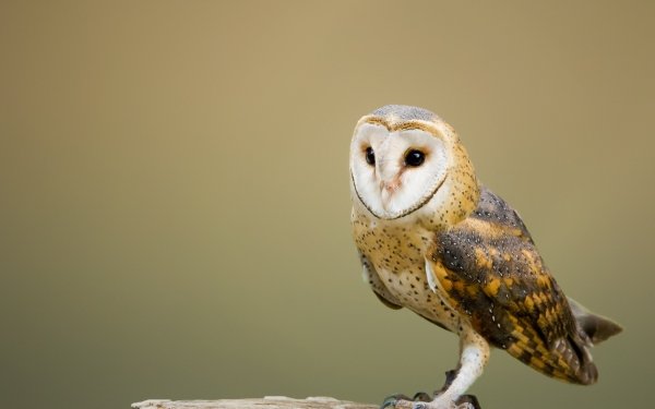Animal Barn owl Birds Owls Owl Bird HD Wallpaper | Background Image