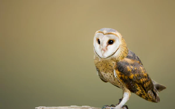 HD desktop wallpaper featuring a barn owl perched against a soft, neutral background, highlighting the detailed feathers and distinct facial features of this animal.