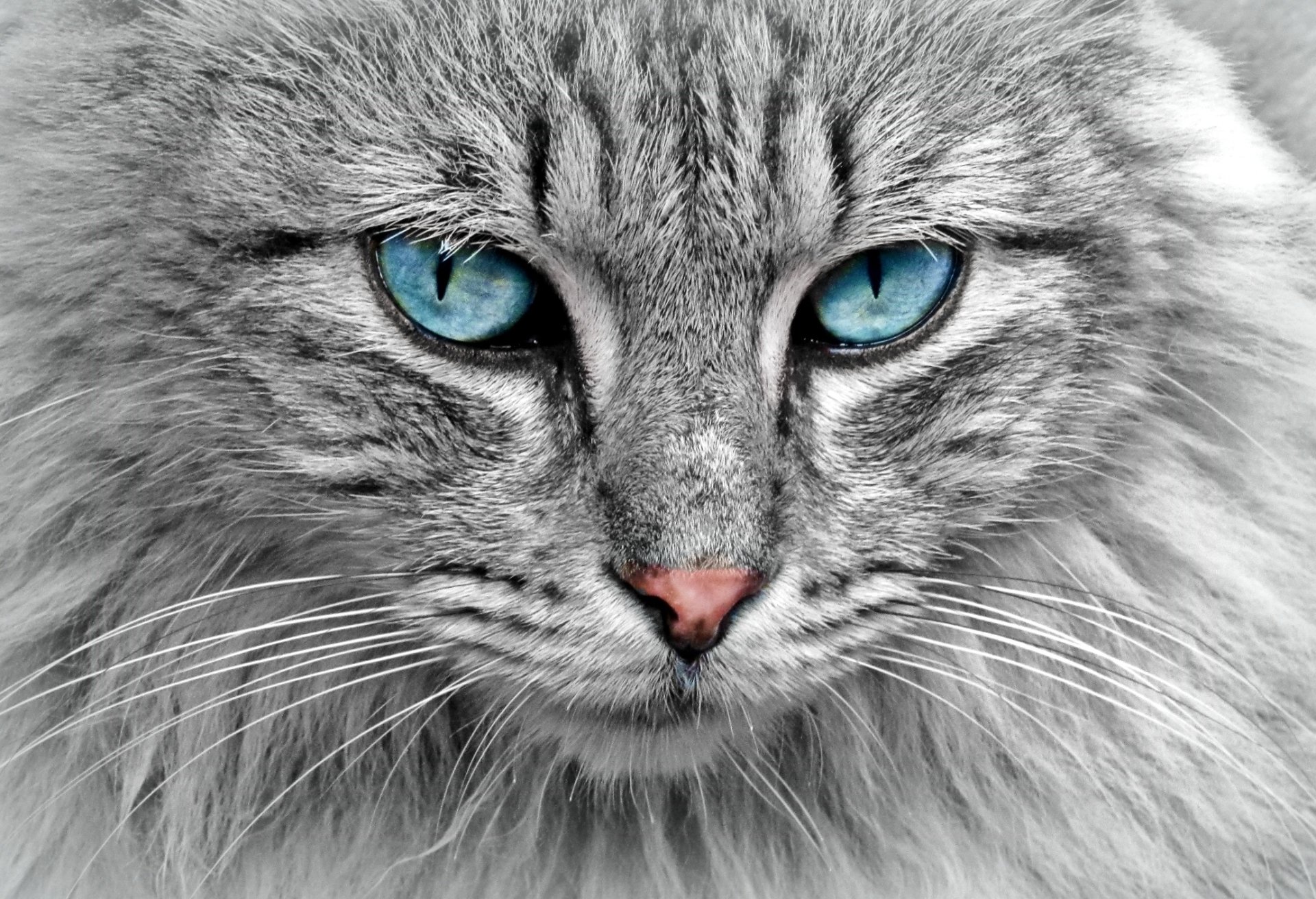 Close-up of a gray cat with striking blue eyes, captured in sharp detail for an HD PC desktop wallpaper and background.