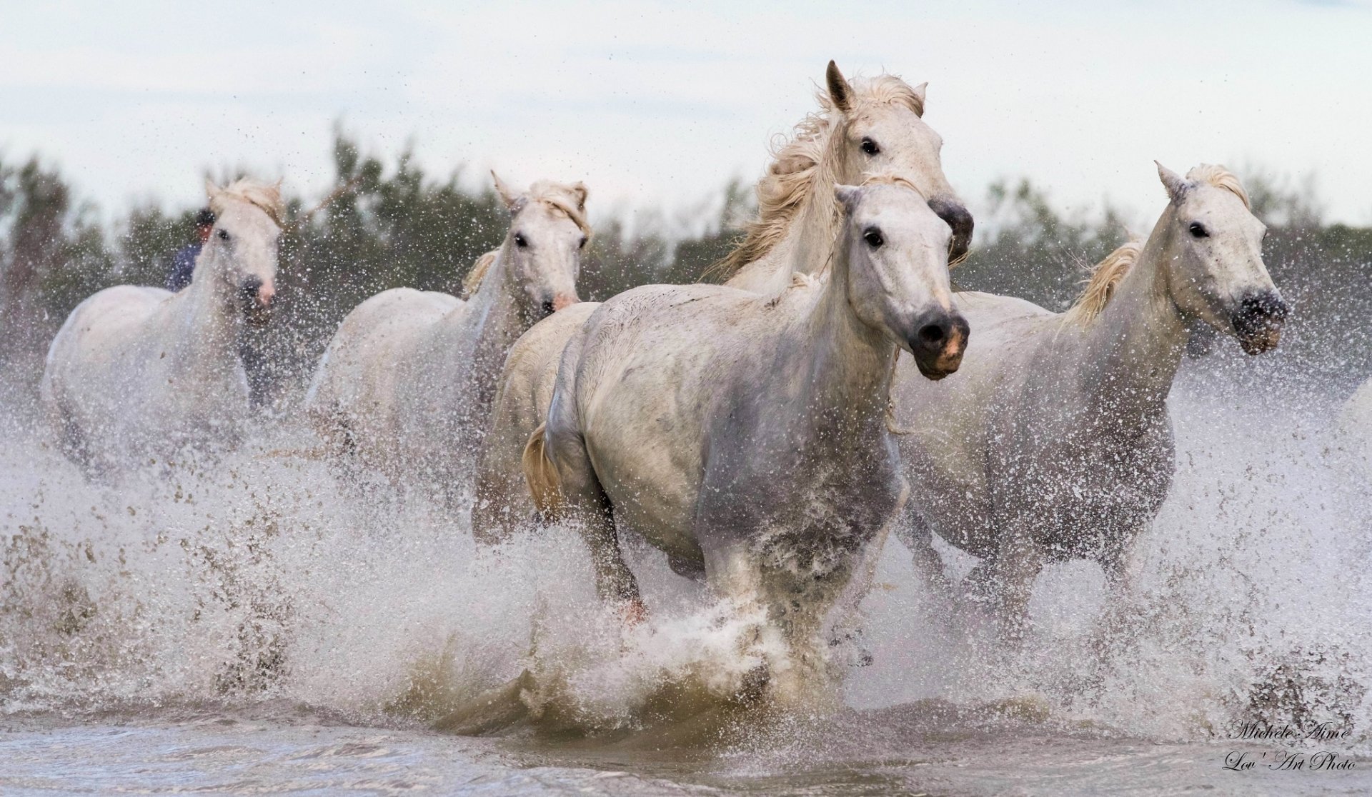 A group of white horses galloping through water, captured in high definition as a PC desktop wallpaper and background.
