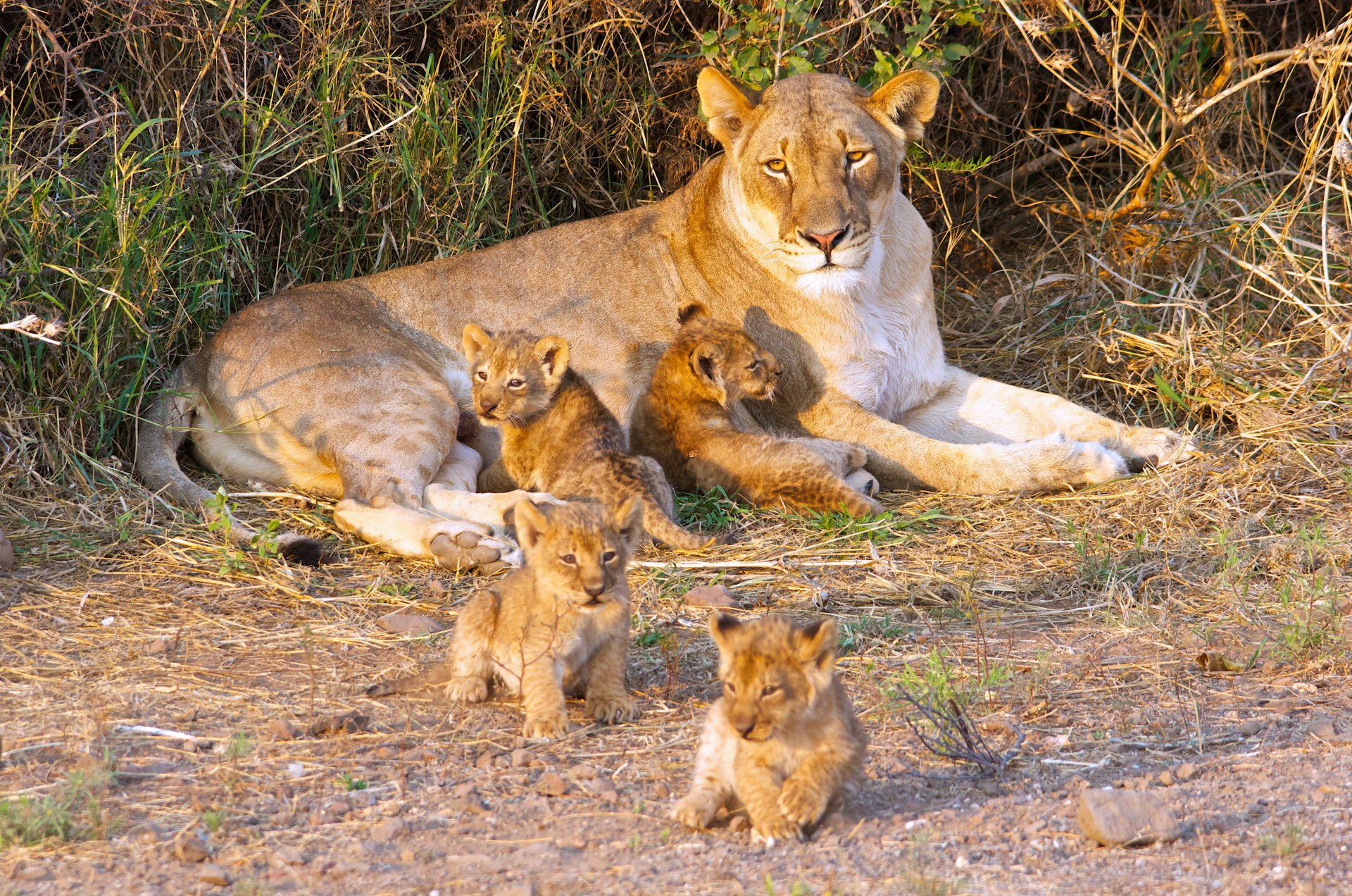 Lioness resting with her cubs in a natural setting, creating a heartwarming scene for an HD desktop wallpaper and background.