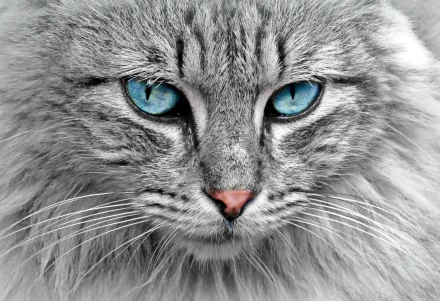 Close-up of a gray cat with striking blue eyes, captured in sharp detail for an HD PC desktop wallpaper and background.