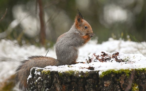 Animal Squirrel Rodent Winter Depth Of Field HD Wallpaper | Background Image