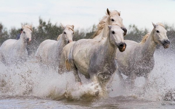 Animal Horse Water HD Wallpaper | Background Image