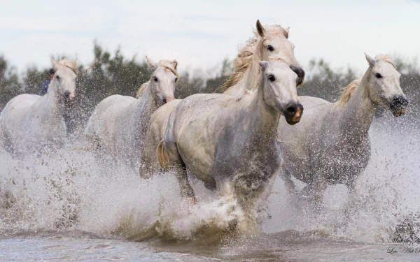 A group of white horses galloping through water, captured in high definition as a PC desktop wallpaper and background.