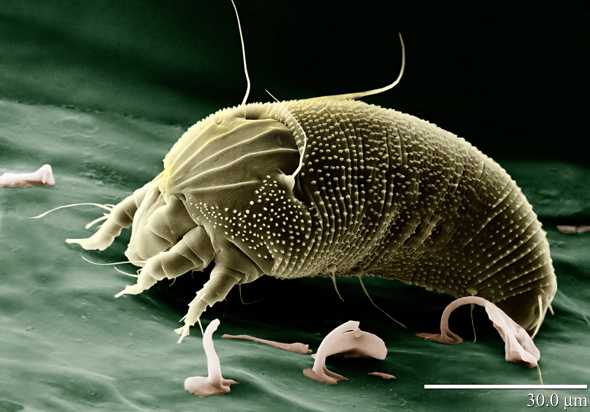 Download Animal Mite HD Wallpaper by Eric Erbe