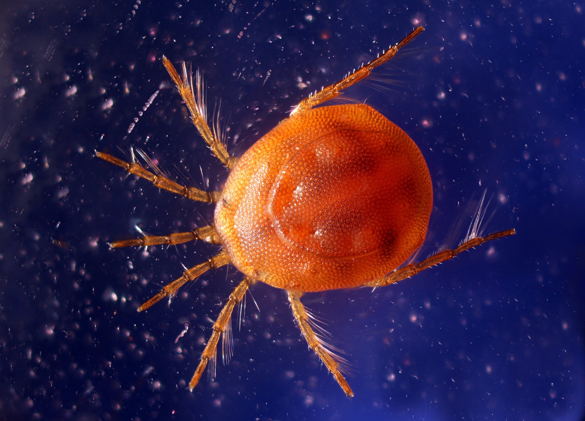 Water Mite (Hydrachnidia species) by Anatoly Mikhaltsov