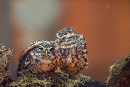 HD desktop wallpaper and background featuring a close-up of two little owls perched on a branch, with soft lighting and warm tones.