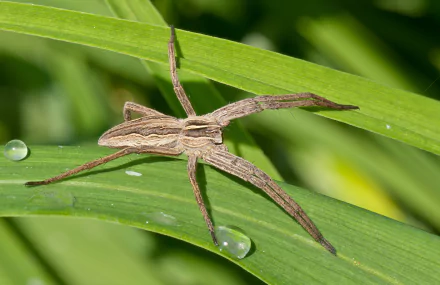  Nursery Web Spider (Pisaura mirabilis) by Mathias Krumbholz