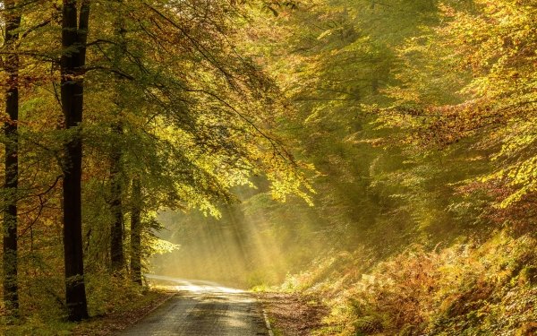 Man Made Road Nature Sunbeam Forest HD Wallpaper | Background Image