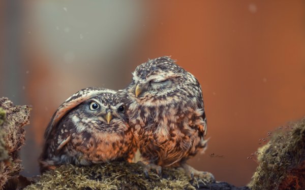 Animal Owl Birds Owls Little Owl Close-Up Bird HD Wallpaper | Background Image