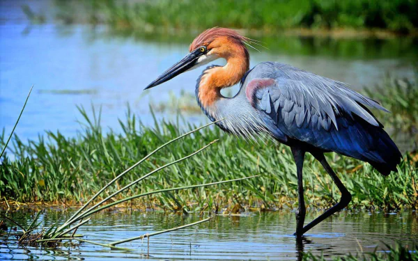 HD PC desktop wallpaper showing a goliath heron bird (animal) wading at a grassy water's edge, blue-gray wings and rusty neck reflected in the calm water.
