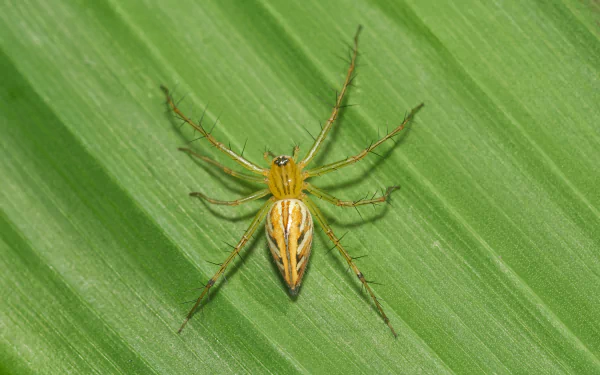  Oxyopes javanus by Jee &amp; Rani Nature Photography