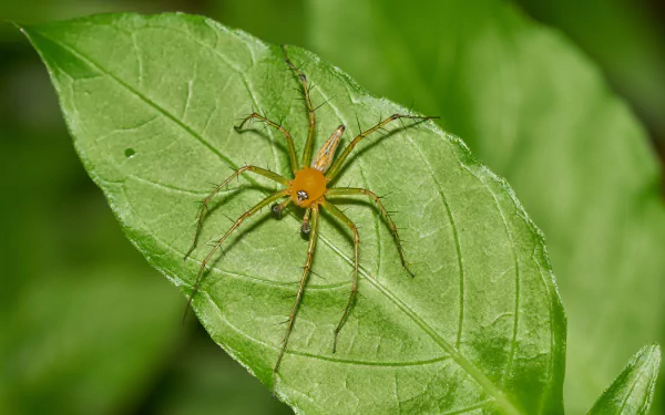  Oxyopes javanus by Jee &amp; Rani Nature Photography