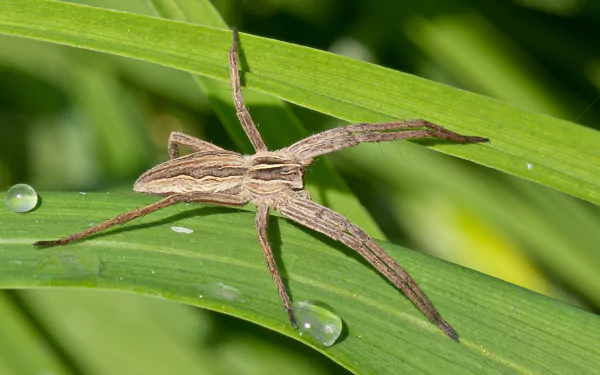  Nursery Web Spider (Pisaura mirabilis) by Mathias Krumbholz