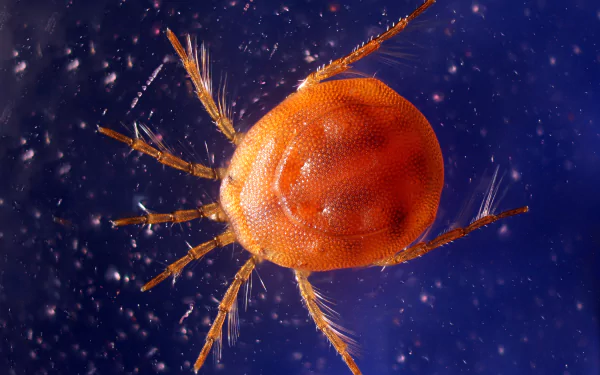  Water Mite (Hydrachnidia species) by Anatoly Mikhaltsov