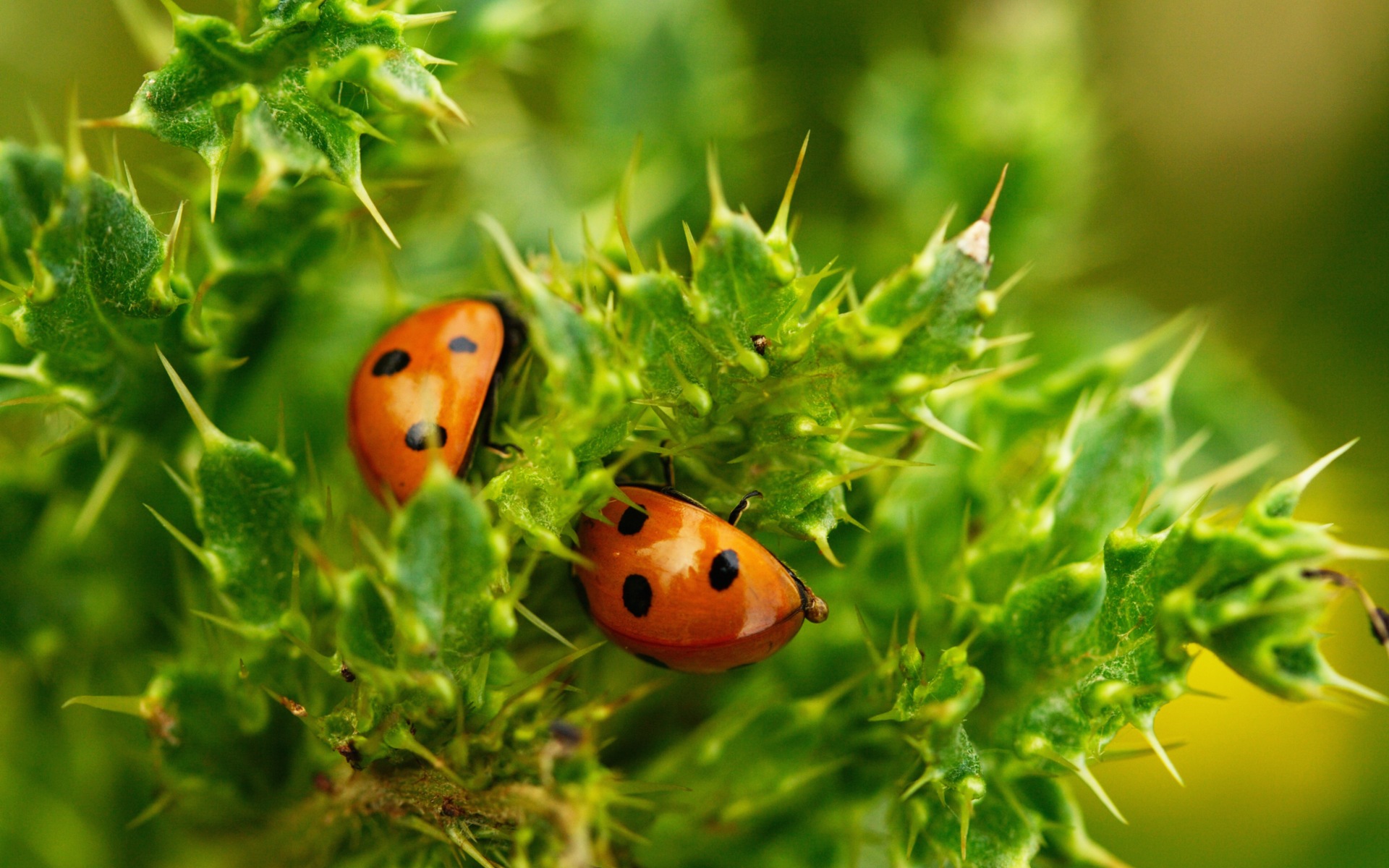 Animal Ladybug HD Wallpaper