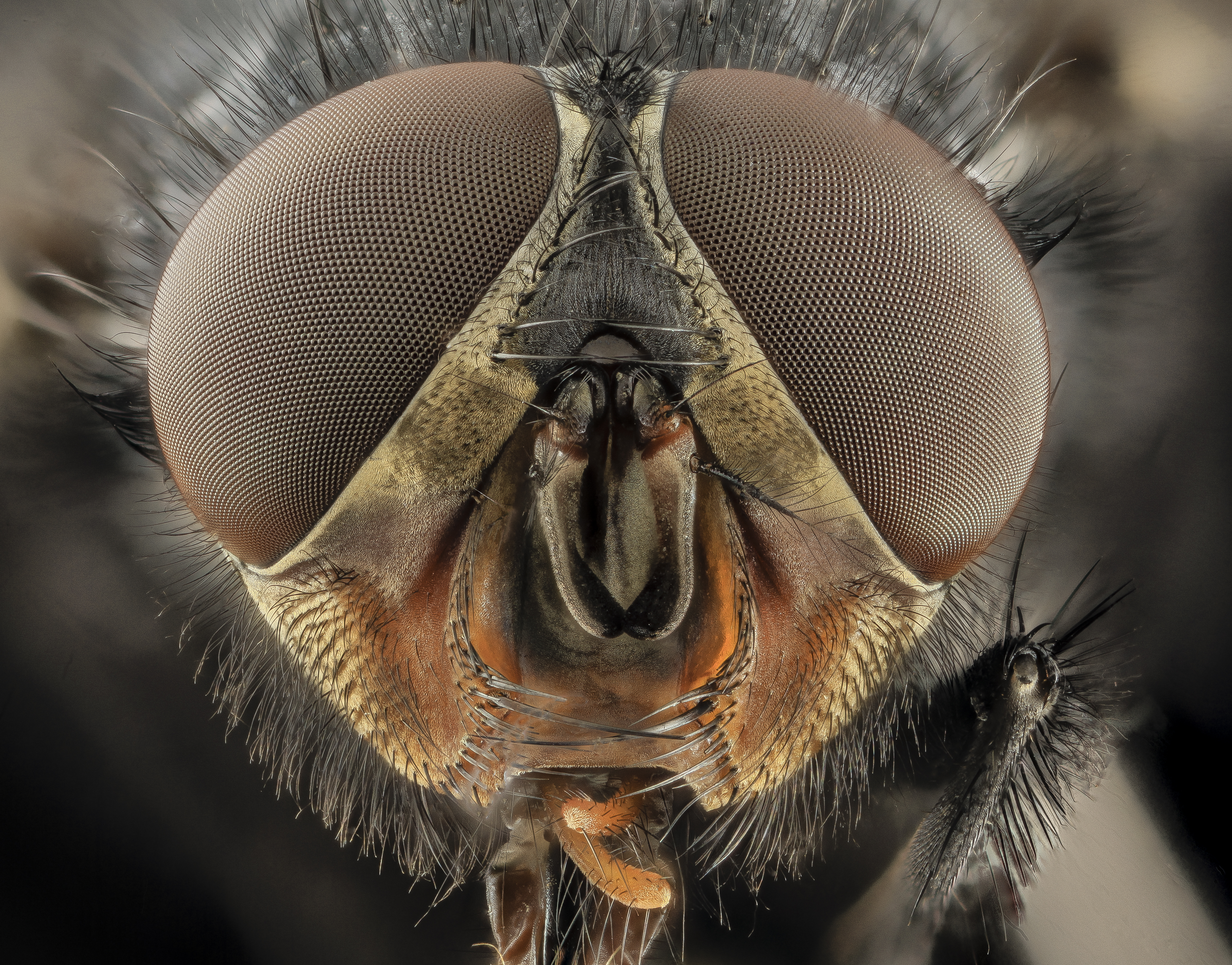 Blue bottle fly (Calliphora species) by USGS Bee Inventory and Monitoring Lab
