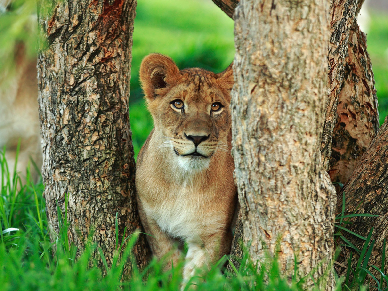 Animal Lion Wallpaper