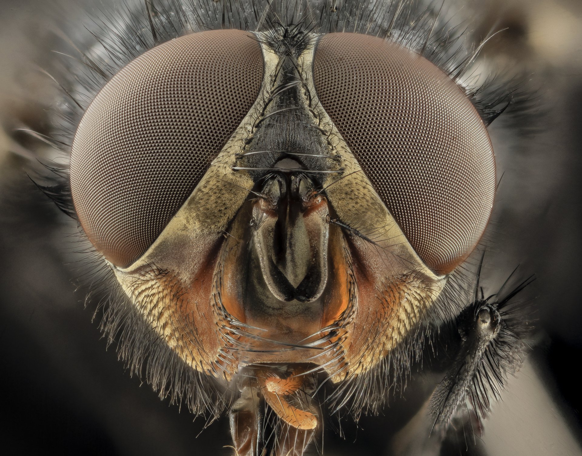 Download Blowfly Animal Fly 4k Ultra HD Wallpaper by USGS Bee Inventory and Monitoring Lab