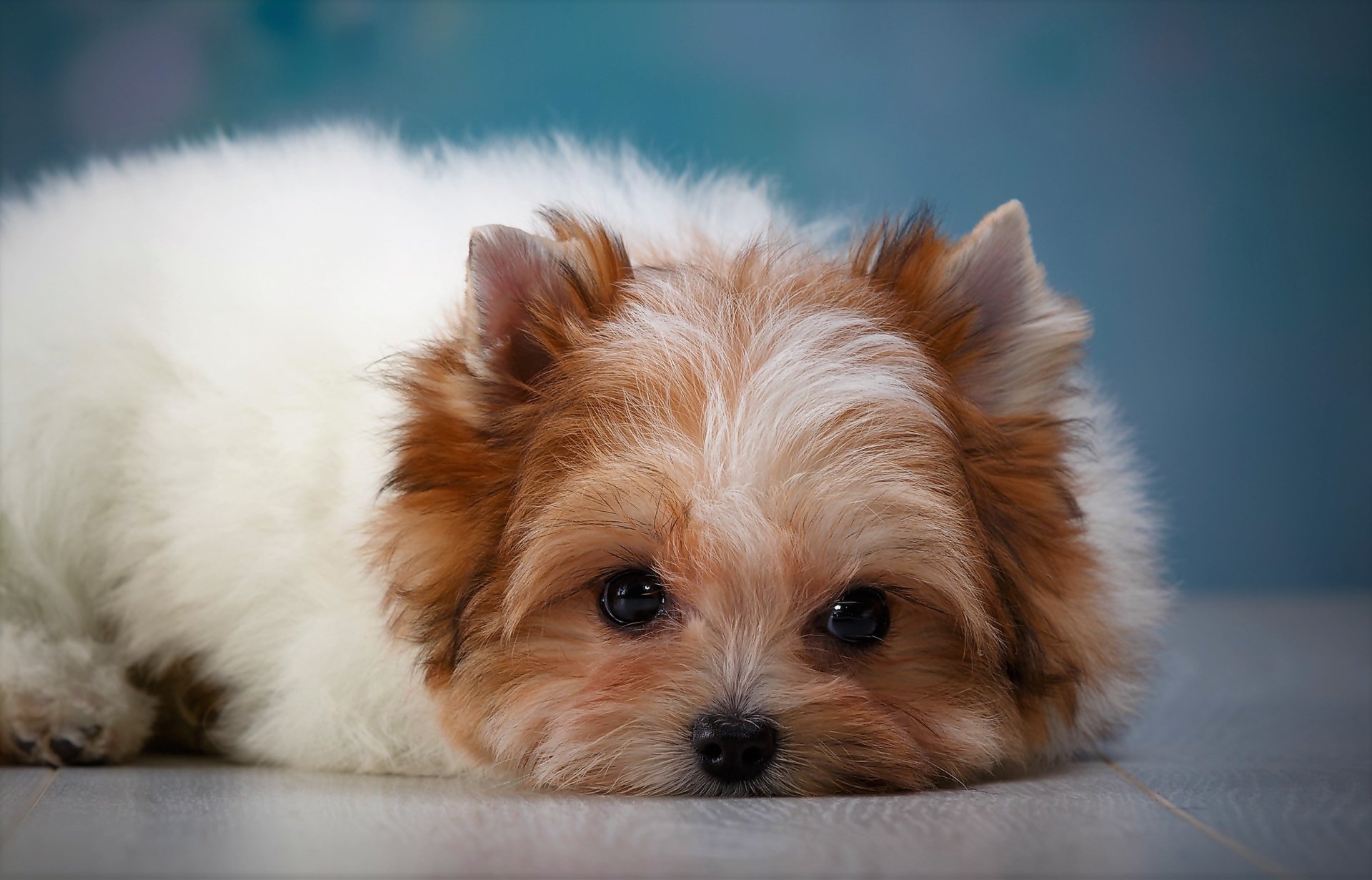 Shih Tzu Puppy