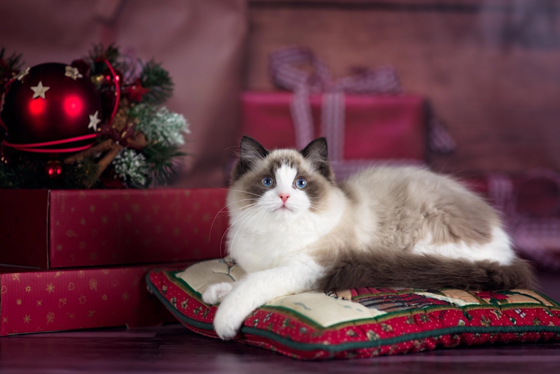 A fluffy cat with blue eyes lounges on a festive cushion surrounded by wrapped Christmas gifts and holiday decorations, captured in an HD Christmas-themed desktop wallpaper.