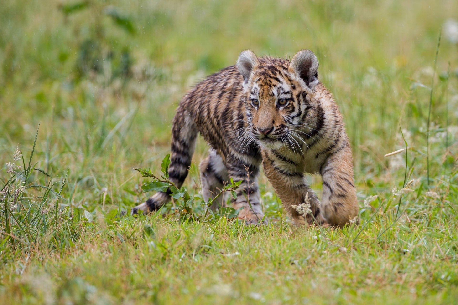 Majestic Tiger Cub in HD – Adorable Baby Animal Wallpaper, image size:1920x1280