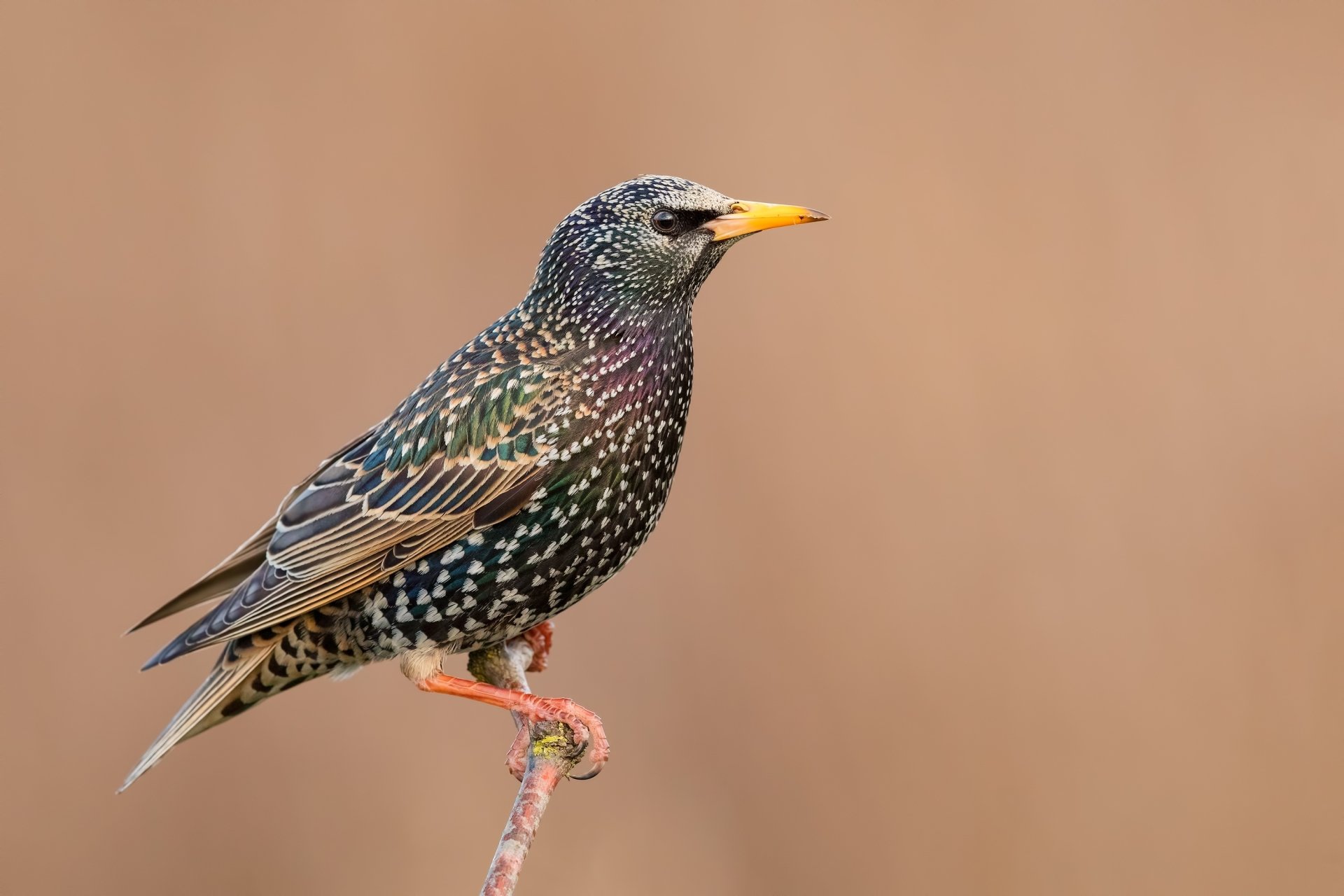 HD desktop wallpaper featuring a detailed close-up of a starling bird perched against a soft brown background.