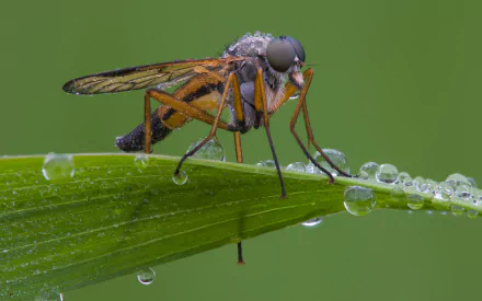  Snipe fly (Rhagio scolopaceus) by Richard Bartz
