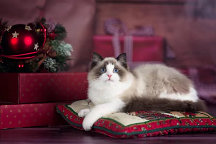  Pretty Cat at Christmastime
