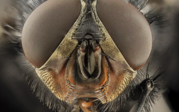  Blue bottle fly (Calliphora species) by USGS Bee Inventory and Monitoring Lab
