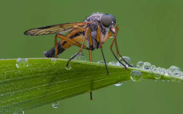  Snipe fly (Rhagio scolopaceus) by Richard Bartz