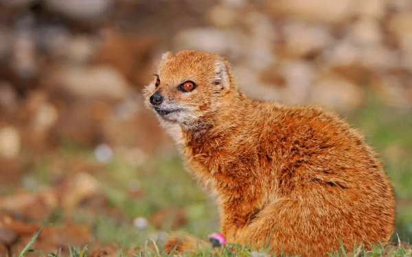 HD PC desktop wallpaper and background: an animal mongoose with reddish-brown fur sitting alert on grass, blurred rocky backdrop.
