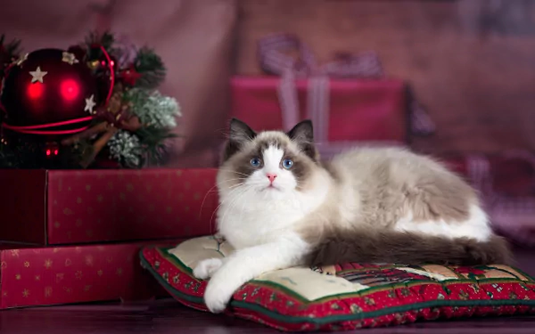 A fluffy cat with blue eyes lounges on a festive cushion surrounded by wrapped Christmas gifts and holiday decorations, captured in an HD Christmas-themed desktop wallpaper.