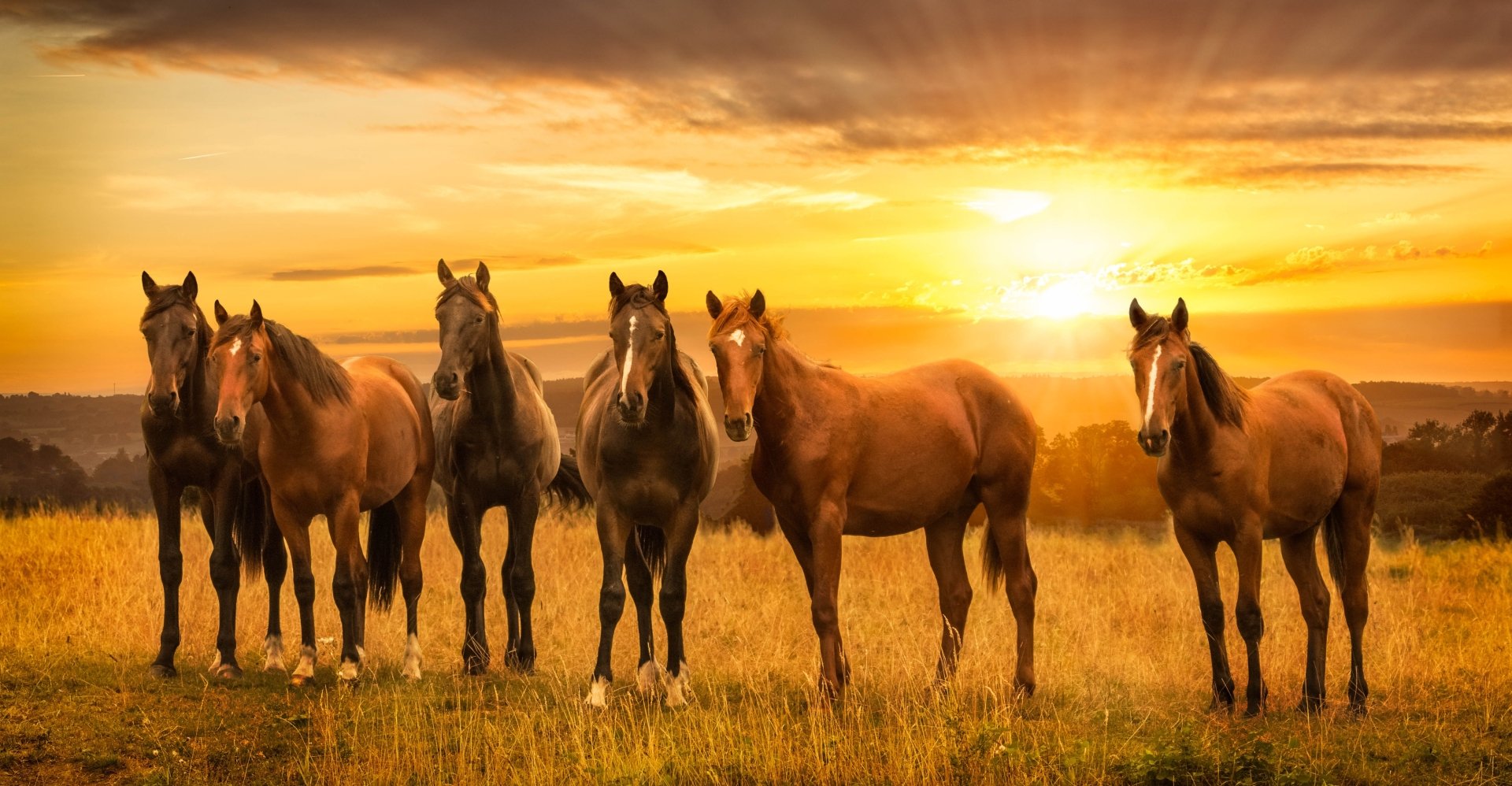 A captivating HD desktop wallpaper featuring a group of horses standing in a field during a stunning sunrise. The warm golden hues create a serene and majestic scene.
