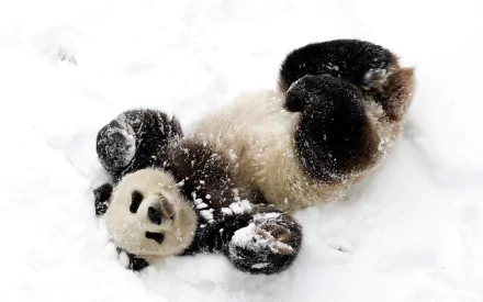  Panda Loving the Snow