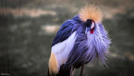 oil painting bird Animal Grey crowned crane Crane (bird) HD Desktop Wallpaper | Background Image