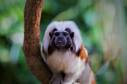  Cotton-Topped Tamarin