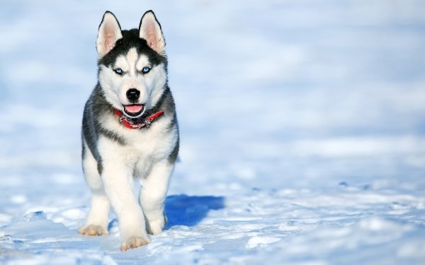 Animal Husky Dogs Dog Puppy Snow Blue Eyes HD Wallpaper | Background Image