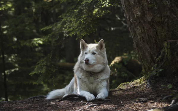 A serene dog lies down in a peaceful forest setting, making a stunning HD desktop wallpaper and background.