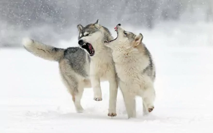 Two grey wolves playfully interacting in a snowy winter landscape during snowfall, captured in high-definition for a striking PC desktop wallpaper.