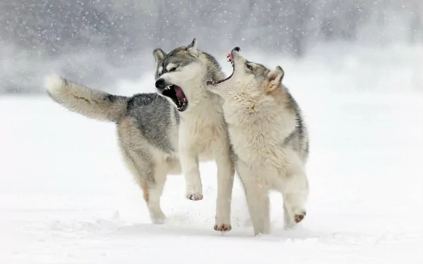 winter snow snowfall grey wolf Animal wolf HD Desktop Wallpaper | Background Image