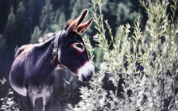 HD desktop wallpaper featuring a donkey standing amidst lush green foliage, creating a serene nature background.