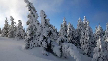 HD PC desktop wallpaper of a serene winter landscape featuring snow-covered pine trees under a clear blue sky.