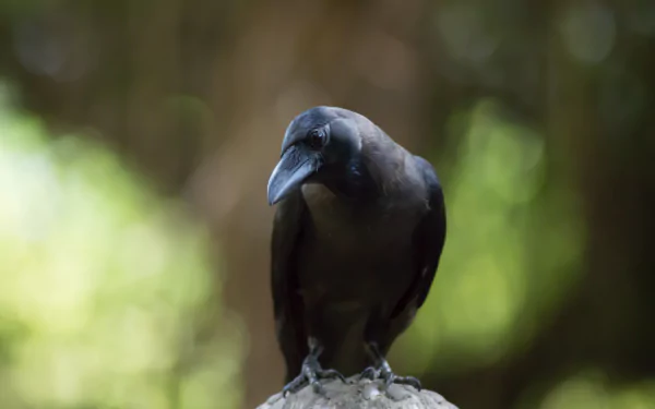 Close-up of a crow perched with a blurred background showcasing depth of field, captured in 4K Ultra HD for a vivid PC desktop wallpaper.