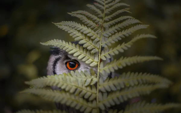HD desktop wallpaper featuring a close-up of a fern leaf partially covering an owl's face, with its striking orange eye peeking through.