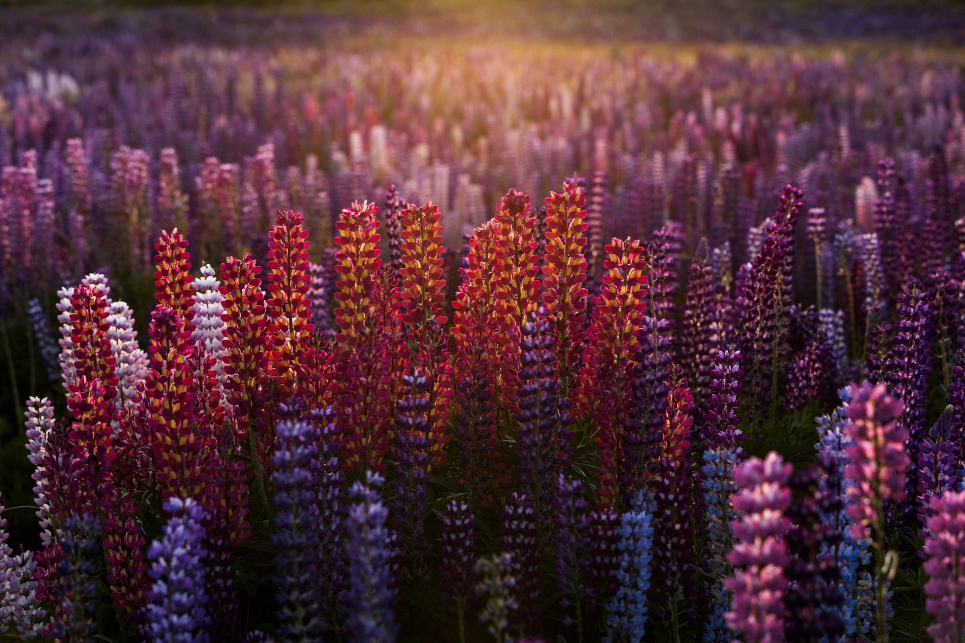 Nature Lupine HD Wallpaper