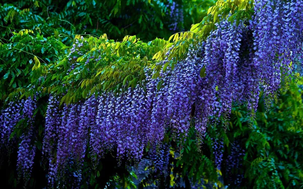 Lush wisteria branches with vibrant purple flowers cascading from a tree, set against a rich green natural background in HD detail.